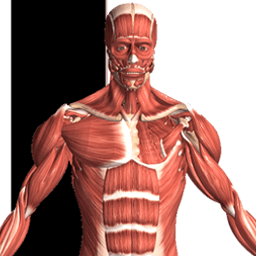 Visual Anatomy 2 v0 build 42