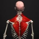 Anatomy Learning - 3D Anatomy Atlas 3.1.493